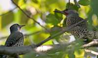 Northern Flickers CM11-24  