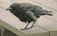 Raven Chick CM11-030