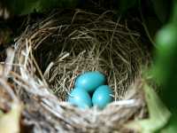 American Robin Eggs CM11-21