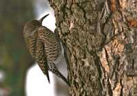 Woodpecker, Vancouver, British Columbia, Canada CM11-23