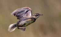 Highlight for Album: Birds of Grasslands National Park, Saskatchewan, Canada - Canada Wildlife Stock Photos