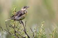 Birds of Grasslands National Park, Saskatchewan, Canada CMX-003