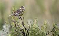 Birds of Grasslands National Park, Saskatchewan, Canada CMX-004