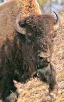 Bison, Northern British Columbia CM-16