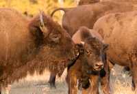 Bison Mother and Calf, Elk Island National Park, Alberta CM-13