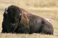 Bison, Grasslands National Park, Saskatchewan, Canada CMX-001