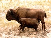 Bison and Calf 05