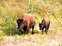 Bison and Calf 06
