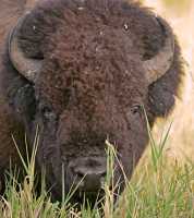 Bison, Elk Island National Park, Alberta, Canada CM-06