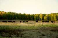 Bison Herd, Elk Island National Park, Alberta, Canada CM-09
