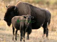 Highlight for Album: Elk Island National Park Bison Photos, Alberta, Canada