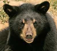 Black Bear Cub, British Columbia, Canada CM11-001