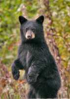 Black Bear Cub Standing, Northern British Columbia, Canada CM11-038