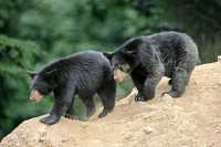 Black Bear Cubs, British Columbia, Canada CM11-035