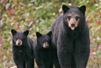 Black Bear Family, Northern British Columbia, Canada CM11-037