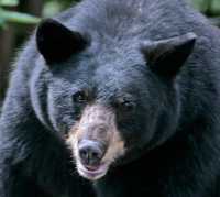 Black Mother Bear, British Columbia, Canada CM11-006