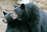 Black Mother Bear and Cub, British Columbia, Canada CM11-008