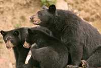 Black Mother Bear and Cubs, British Columbia, Canada CM11-009