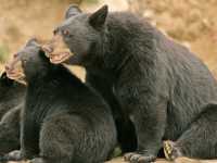 Black Mother Bear and Cubs, British Columbia, Canada CM11-011