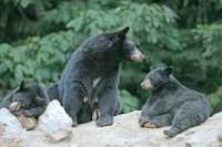 Black Mother Bear and Cubs, British Columbia, Canada CM11-025