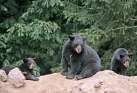 Black Mother Bear and Cubs, British Columbia, Canada CM11-032