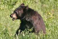 Black Bear,(June 2008) Nass Valley, British Columbia, Canada CM11-24