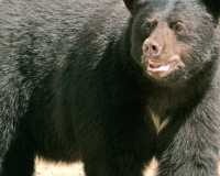 Black Bear, British Columbia, Canada CM11-53
