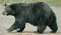 Black Bear, British Columbia, Canada CM11-51
