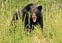 Black Bear, British Columbia, Canada CM11-50
