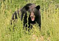 Black Bear, British Columbia, Canada CM11-50
