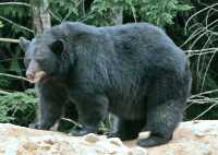 Black Bear, British Columbia, Canada CM11-48
