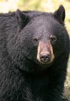 Black Bear CM11-72 