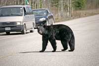 Black Bear, Jasper National Park, Canada CM11-70