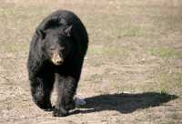 Black Bear, British Columbia, Canada CM11-69