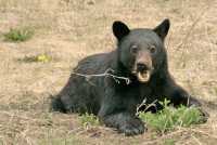 Black Bear Cub, British Columbia, Canada CM11-68