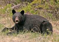 Black Bear, British Columbia, Canada CM11-67