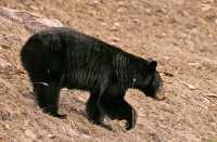 Black Bear, British Columbia, Canada CM11-66