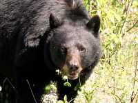 Black Bear CM11-13