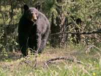 Black Bear, British Columbia, Canada CM11-65 