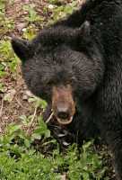 Black Bear CM11-73 