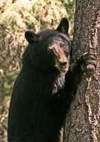 Black Bear in Tree, British Columbia, Canada CM11-64