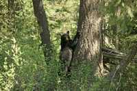 Black Bear in Tree, British Columbia, Canada CM11-63