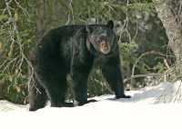 Black Bear in Snow, Northern British Columbia, Canada CM11-61 