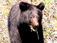 Black Bear 15