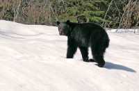 Black Bear, Northern British Columbia, Canada CM11-60 