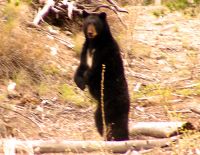 Black Bear 09