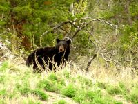 Black Bear 07