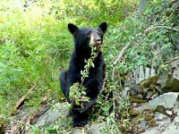 Black Bear 10