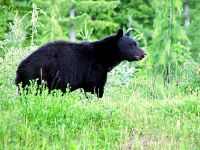 Black Bear 08