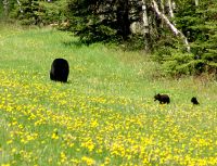 Black Bear Family 11